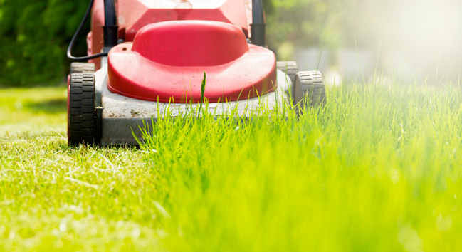 Grass cutting and maintenance service